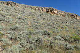 Imagem de Artemisia tridentata (Nutt.) W. A. Weber