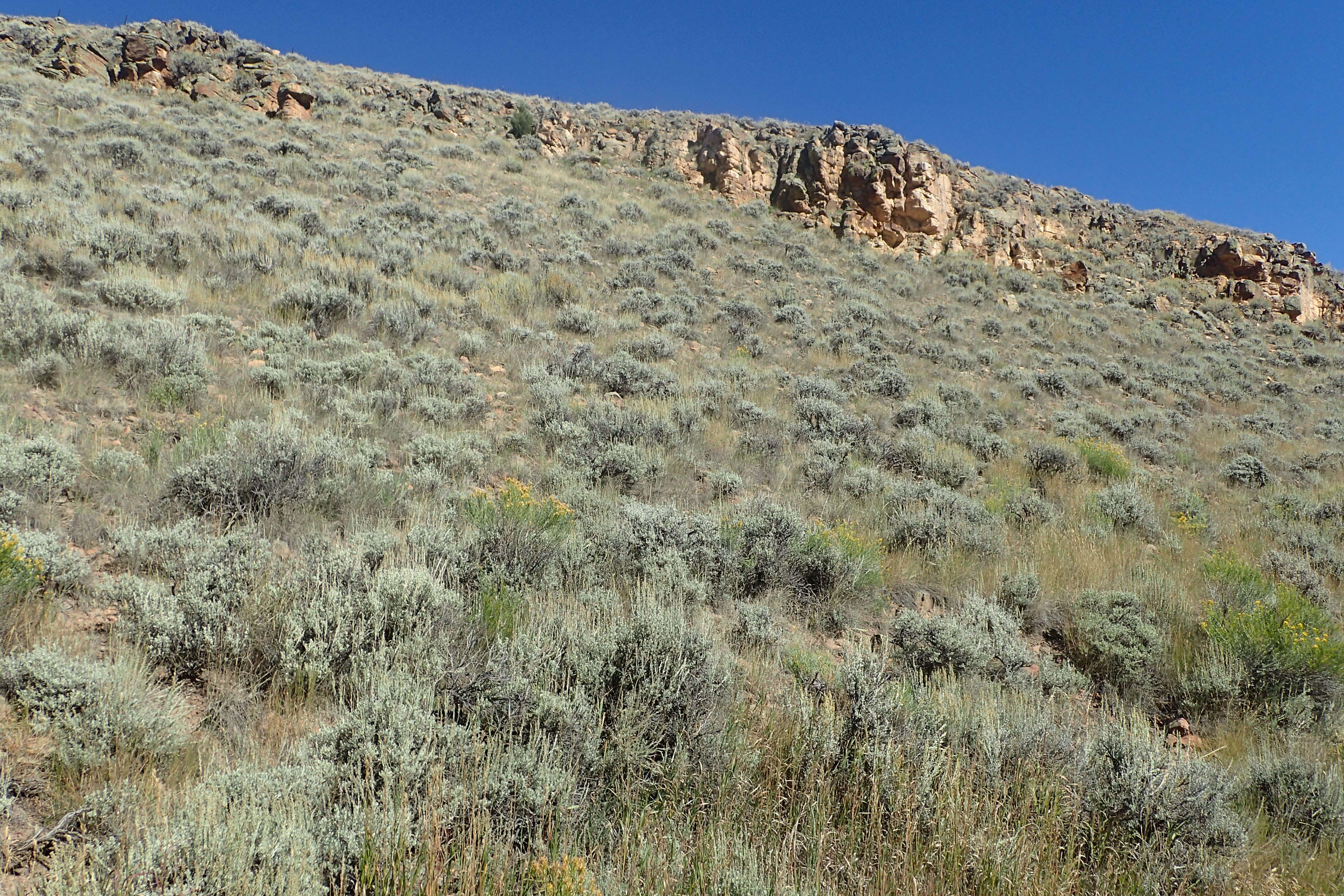 Imagem de Artemisia tridentata (Nutt.) W. A. Weber