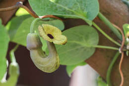 Image of Dutchman's pipe