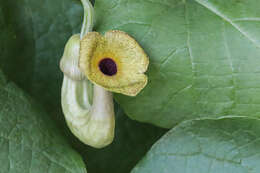 Image of Dutchman's pipe