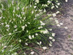 Image of Blue-green moor grass