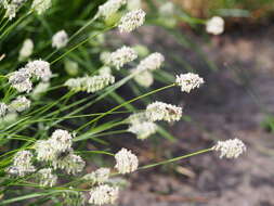 Image of Blue-green moor grass