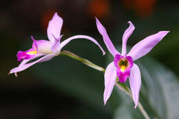 Image de Laelia anceps Lindl.