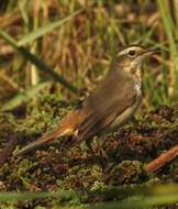 Image of Bluethroat