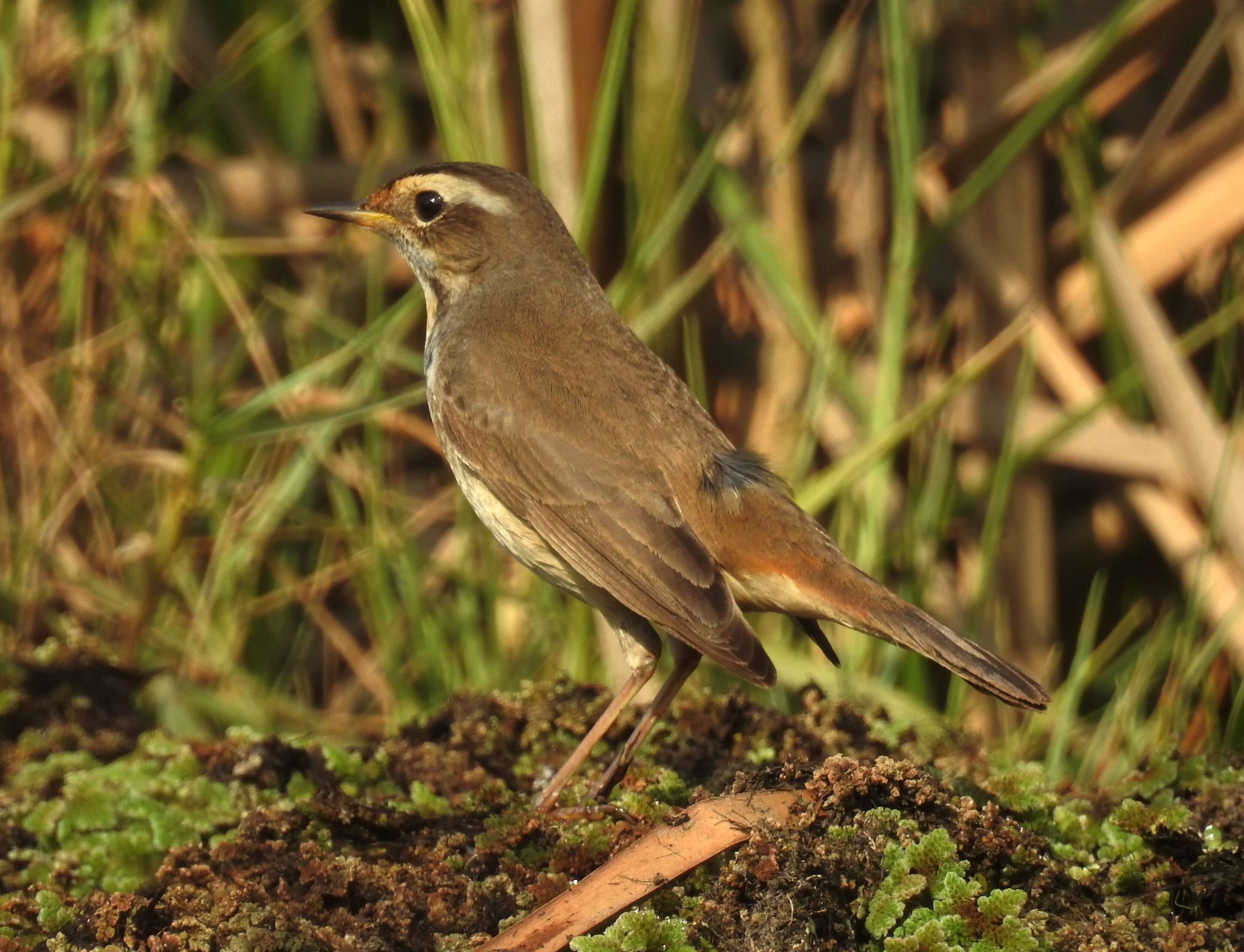 Plancia ëd Luscinia svecica (Linnaeus 1758)