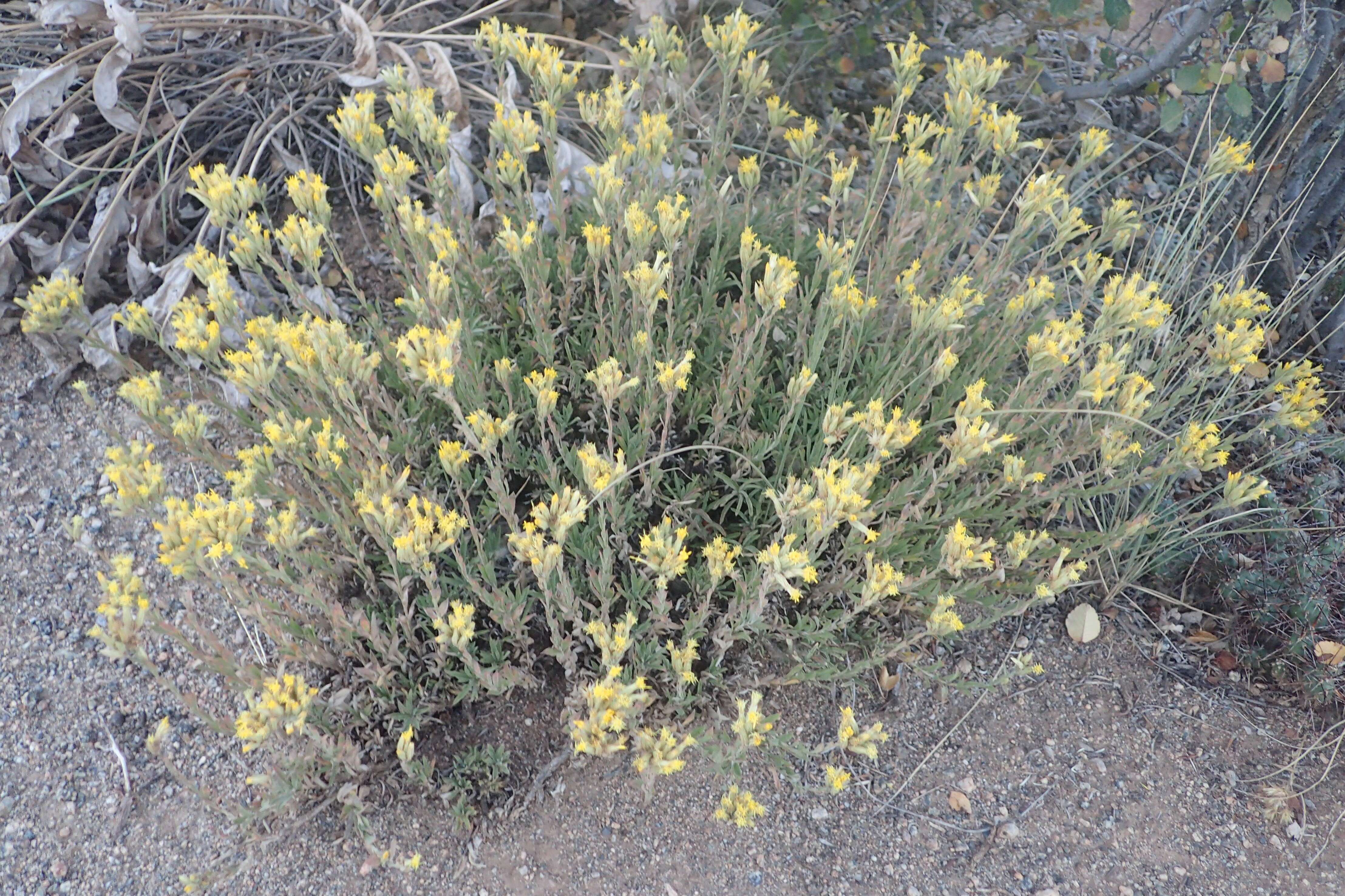 Imagem de Chrysothamnus depressus Nutt.