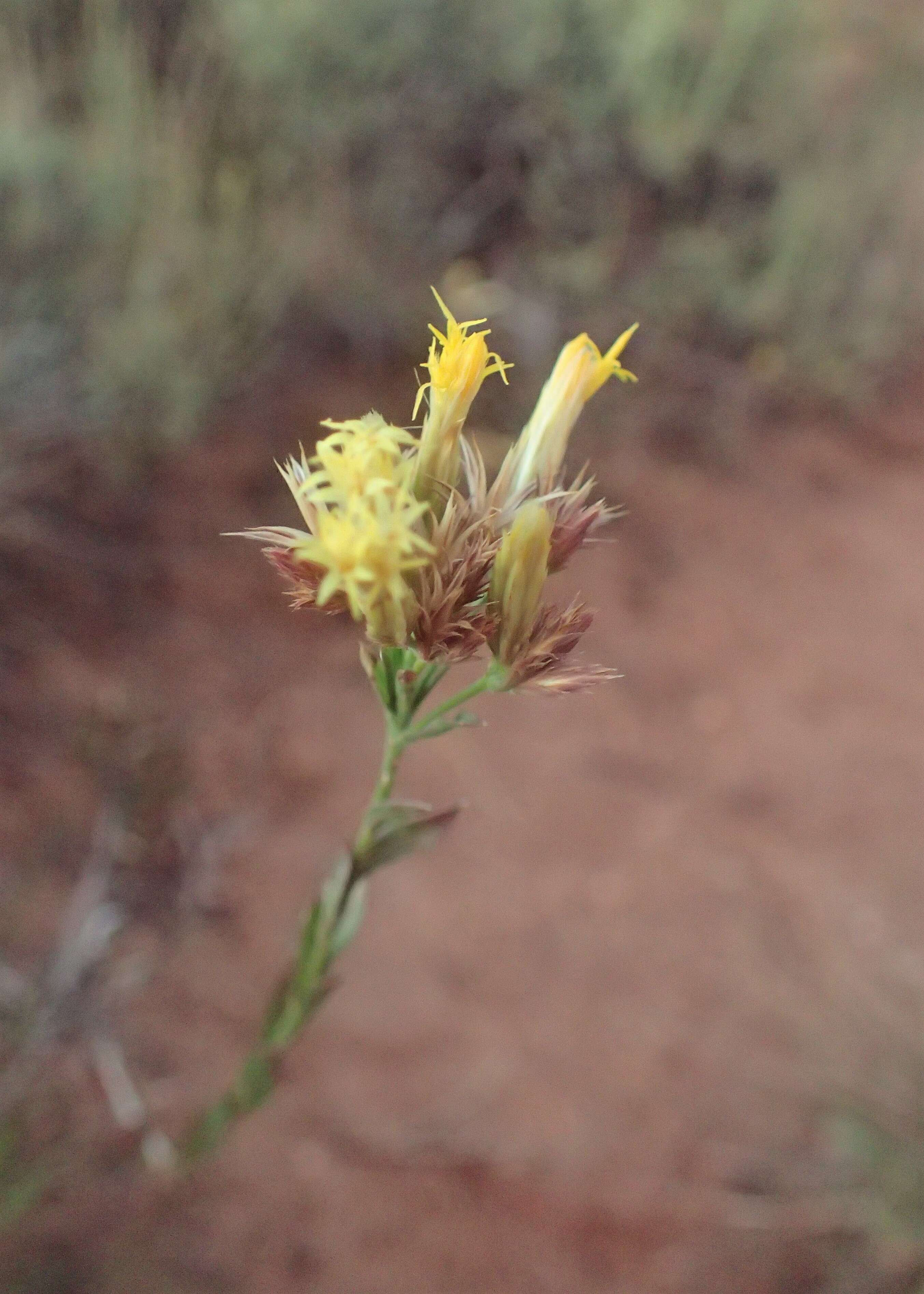 Imagem de Chrysothamnus depressus Nutt.