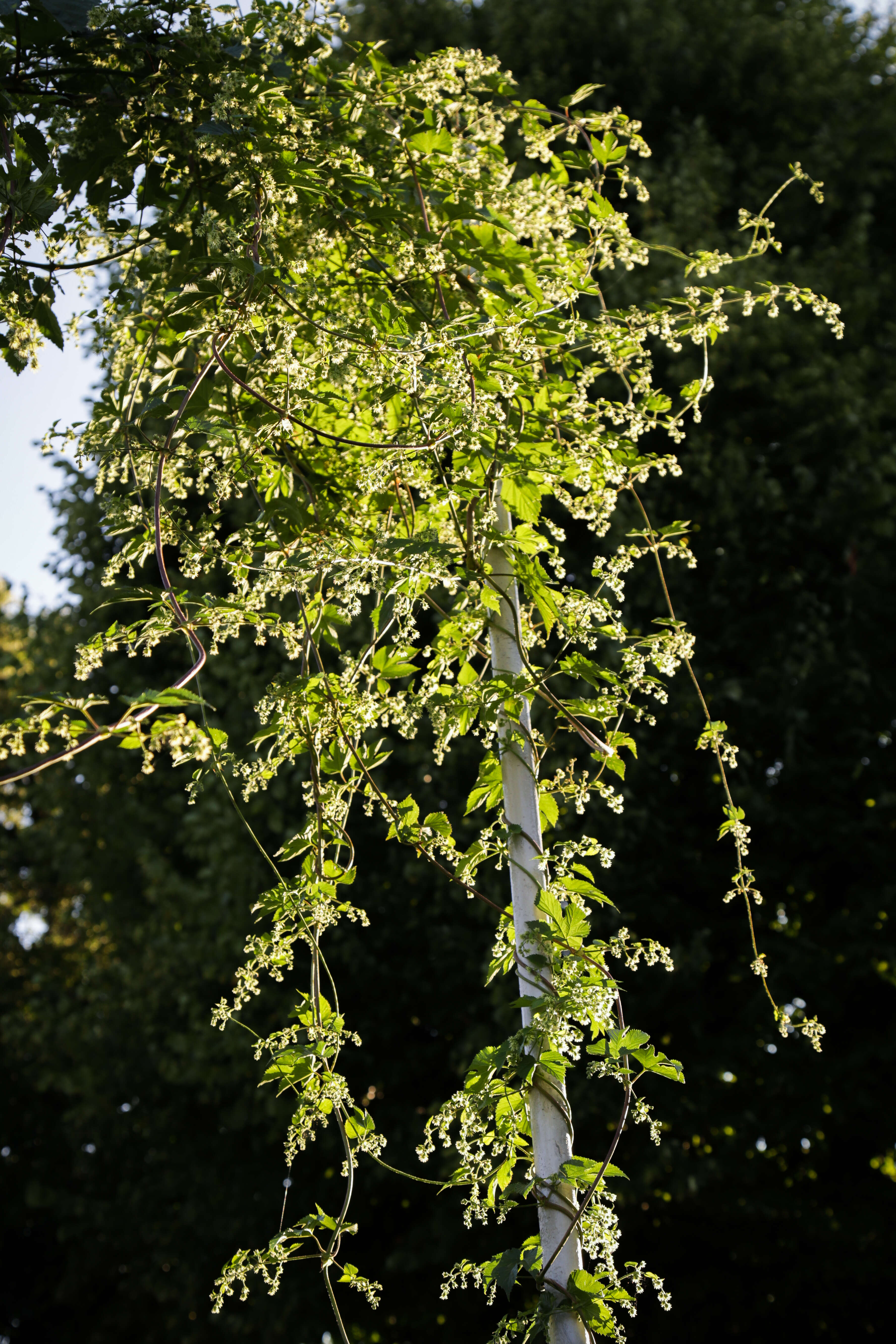 Image of common hop