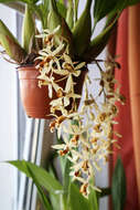 Image of Coelogyne tomentosa Lindl.