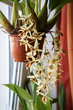 Image of Coelogyne tomentosa Lindl.