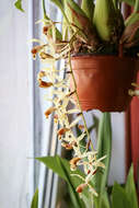 Image of Coelogyne tomentosa Lindl.