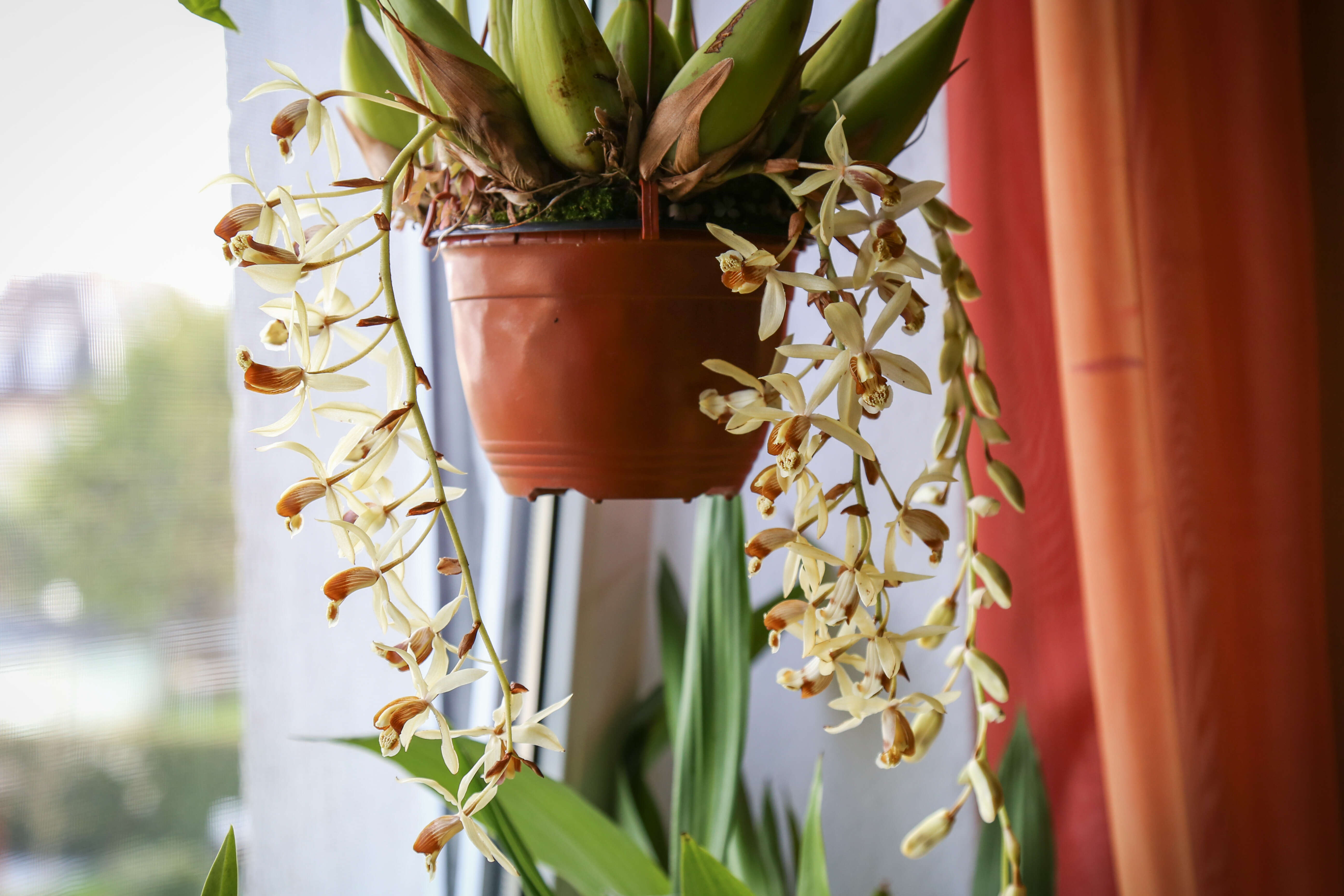 Image of Coelogyne tomentosa Lindl.