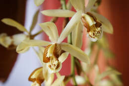 Image de Coelogyne tomentosa Lindl.