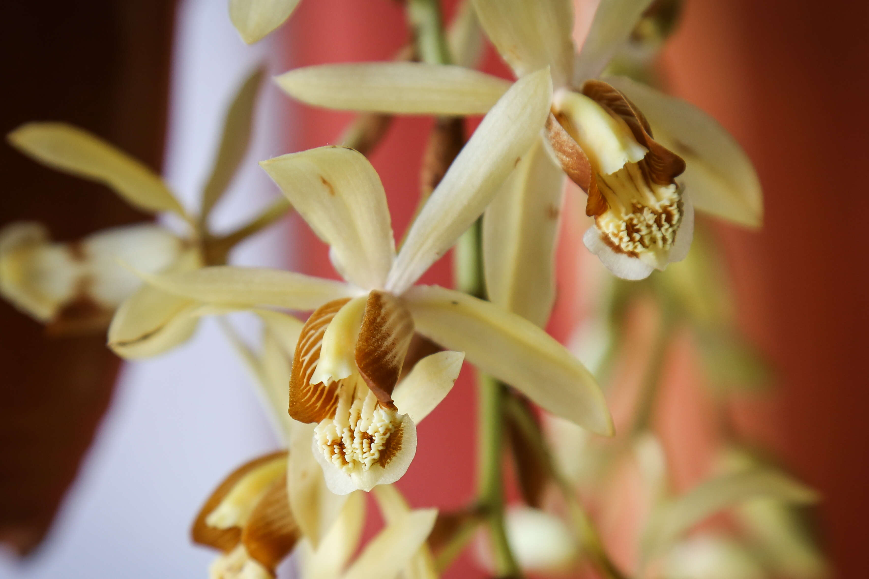 Image of Coelogyne tomentosa Lindl.