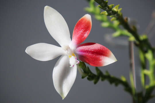 Image of Phalaenopsis tetraspis Rchb. fil.