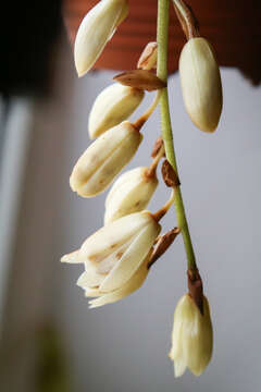 Image of Coelogyne tomentosa Lindl.