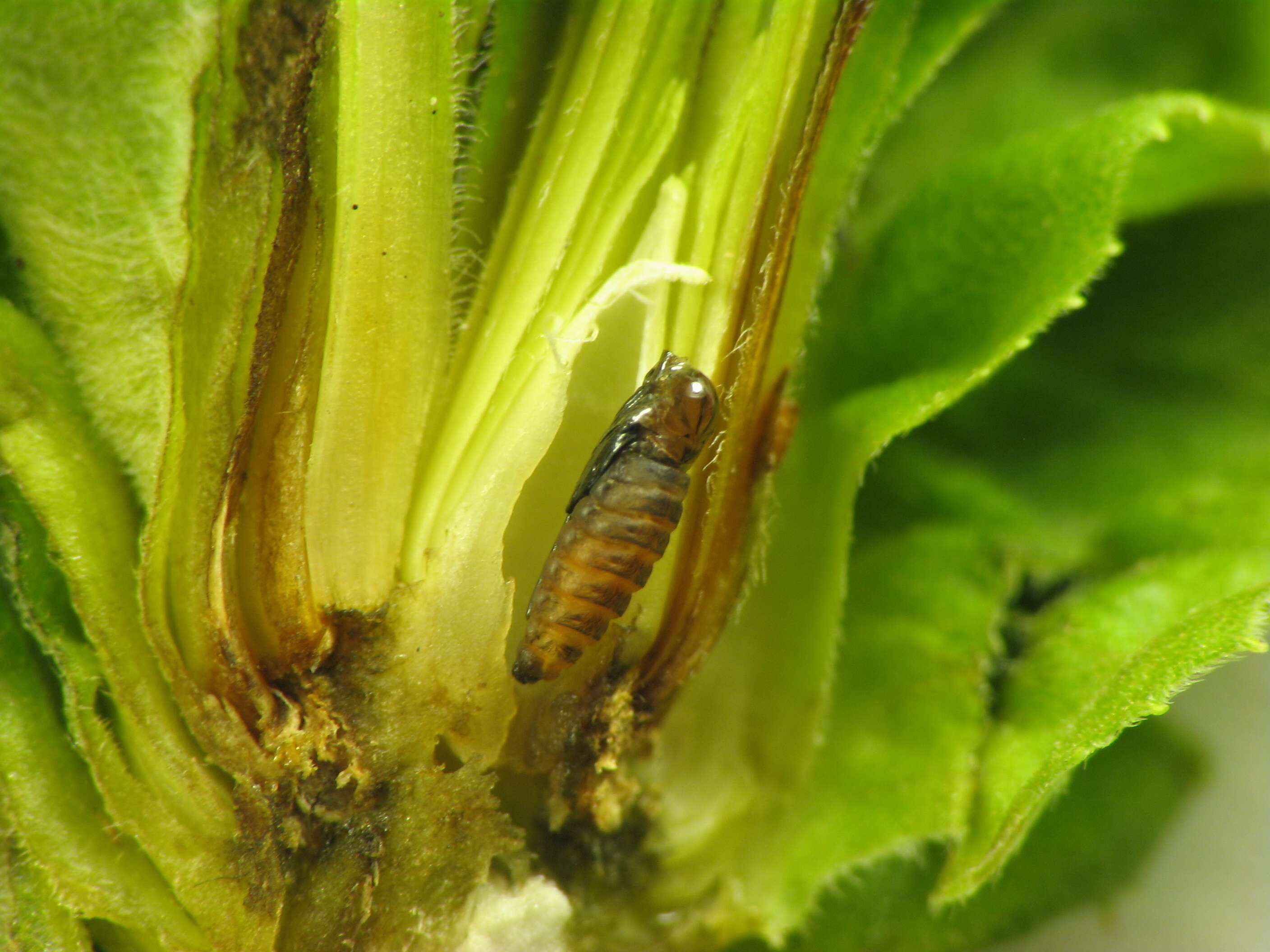 Image of Goldenrod Bunch Gall