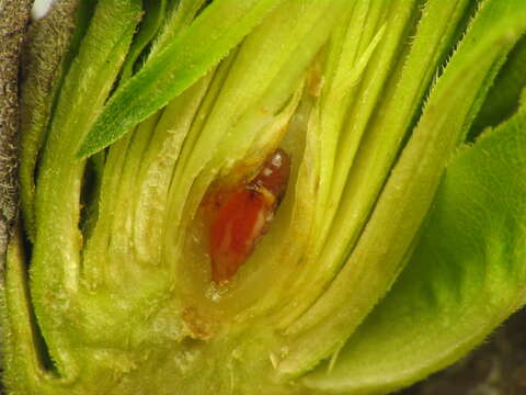 Image of Goldenrod Bunch Gall