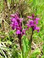 Image of Narrow-leaved marsh-orchid