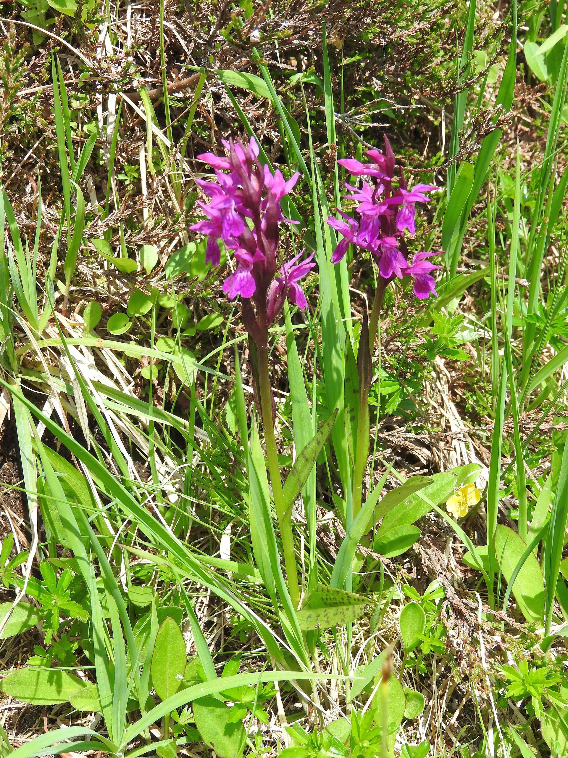 Image of Narrow-leaved marsh-orchid