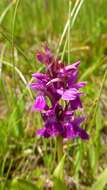 Image of Narrow-leaved marsh-orchid