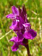 Image of Narrow-leaved marsh-orchid