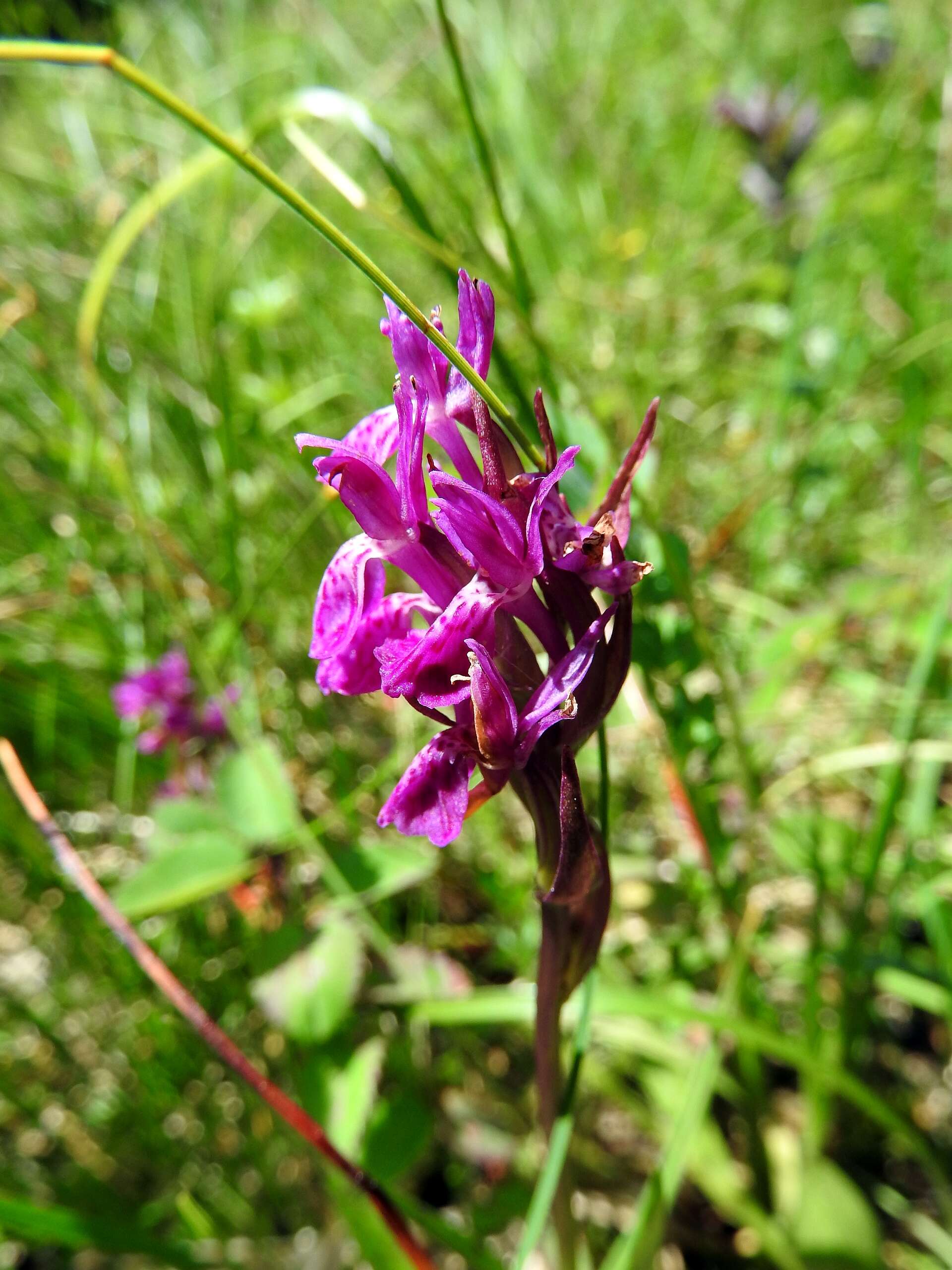 Image of Narrow-leaved marsh-orchid