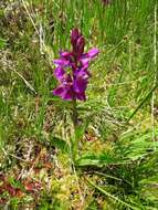 Image of Narrow-leaved marsh-orchid