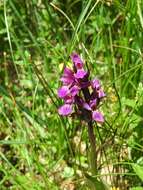 Image of Narrow-leaved marsh-orchid