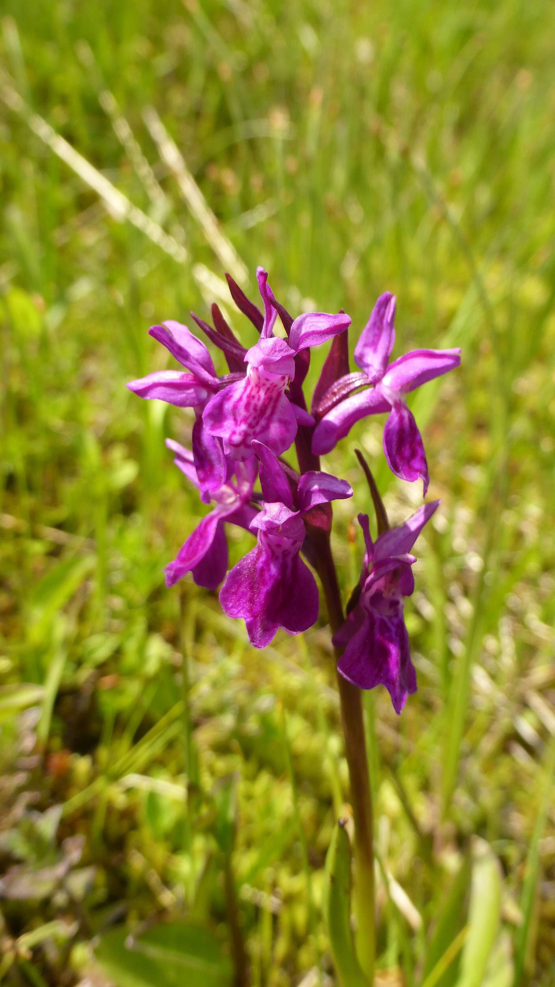 Image of Narrow-leaved marsh-orchid