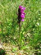 Image of Narrow-leaved marsh-orchid