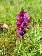 Image of Narrow-leaved marsh-orchid