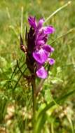 Image of Narrow-leaved marsh-orchid