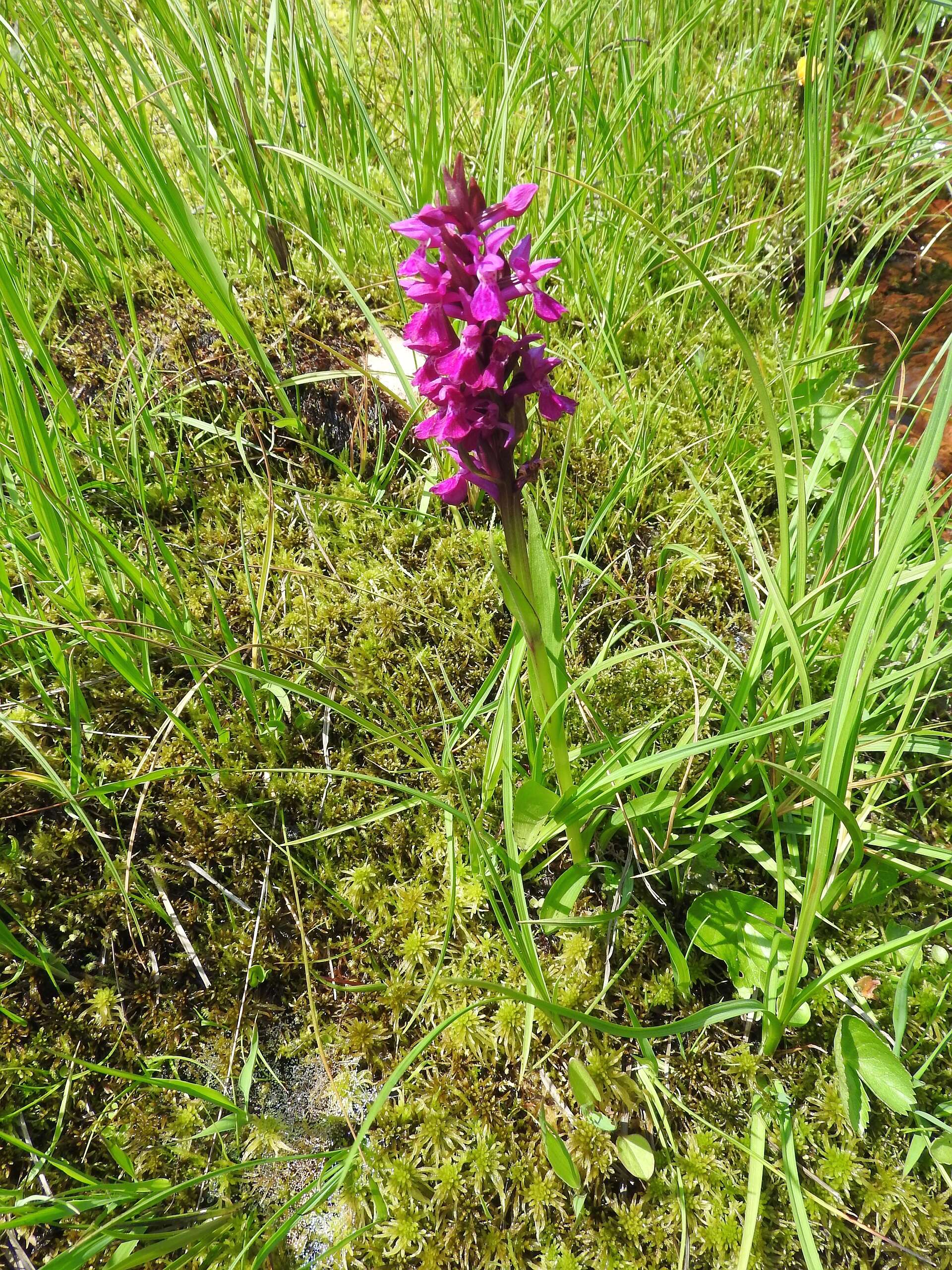 Image of Narrow-leaved marsh-orchid