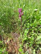 Image of Narrow-leaved marsh-orchid