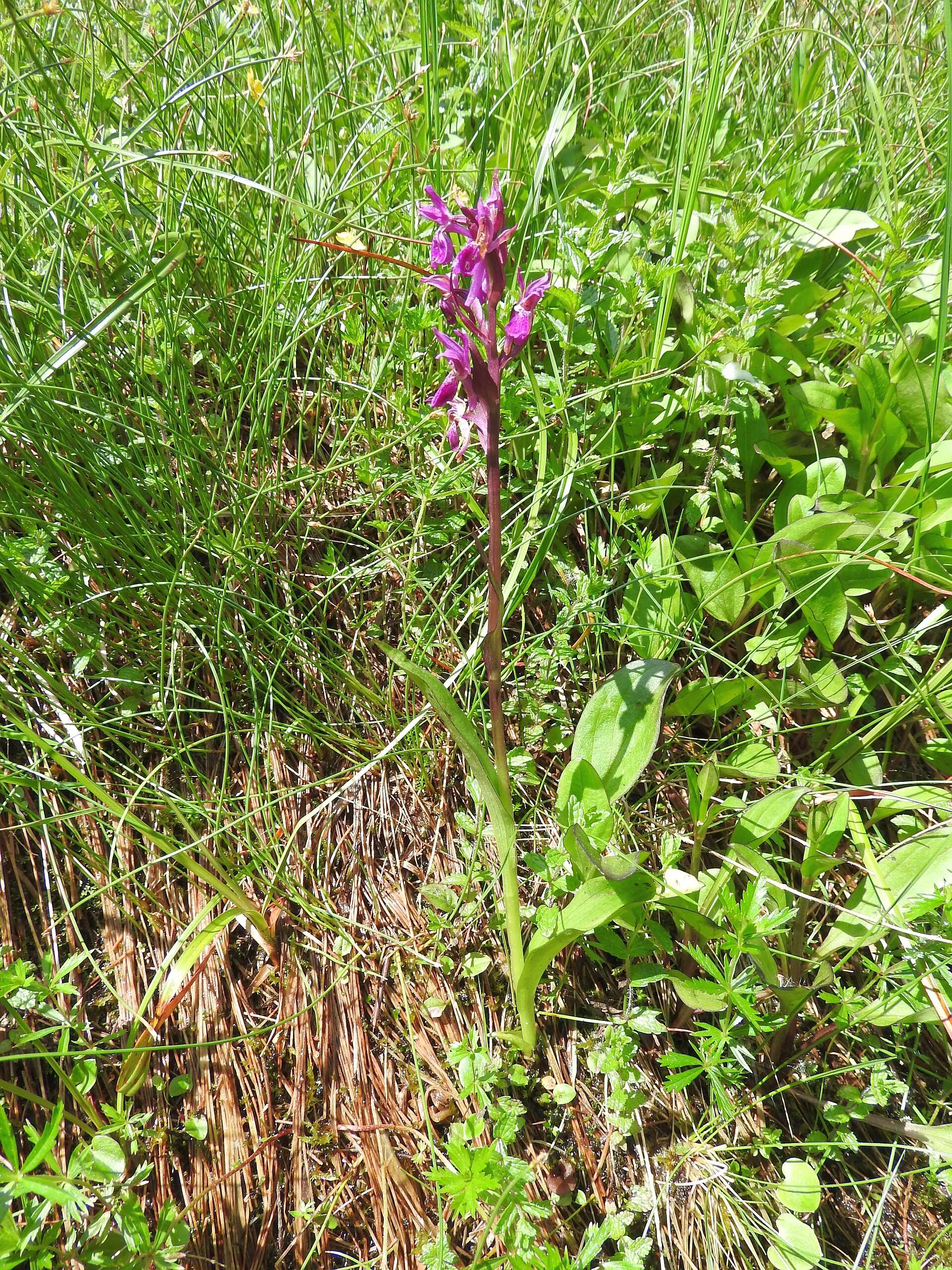 Image of Narrow-leaved marsh-orchid