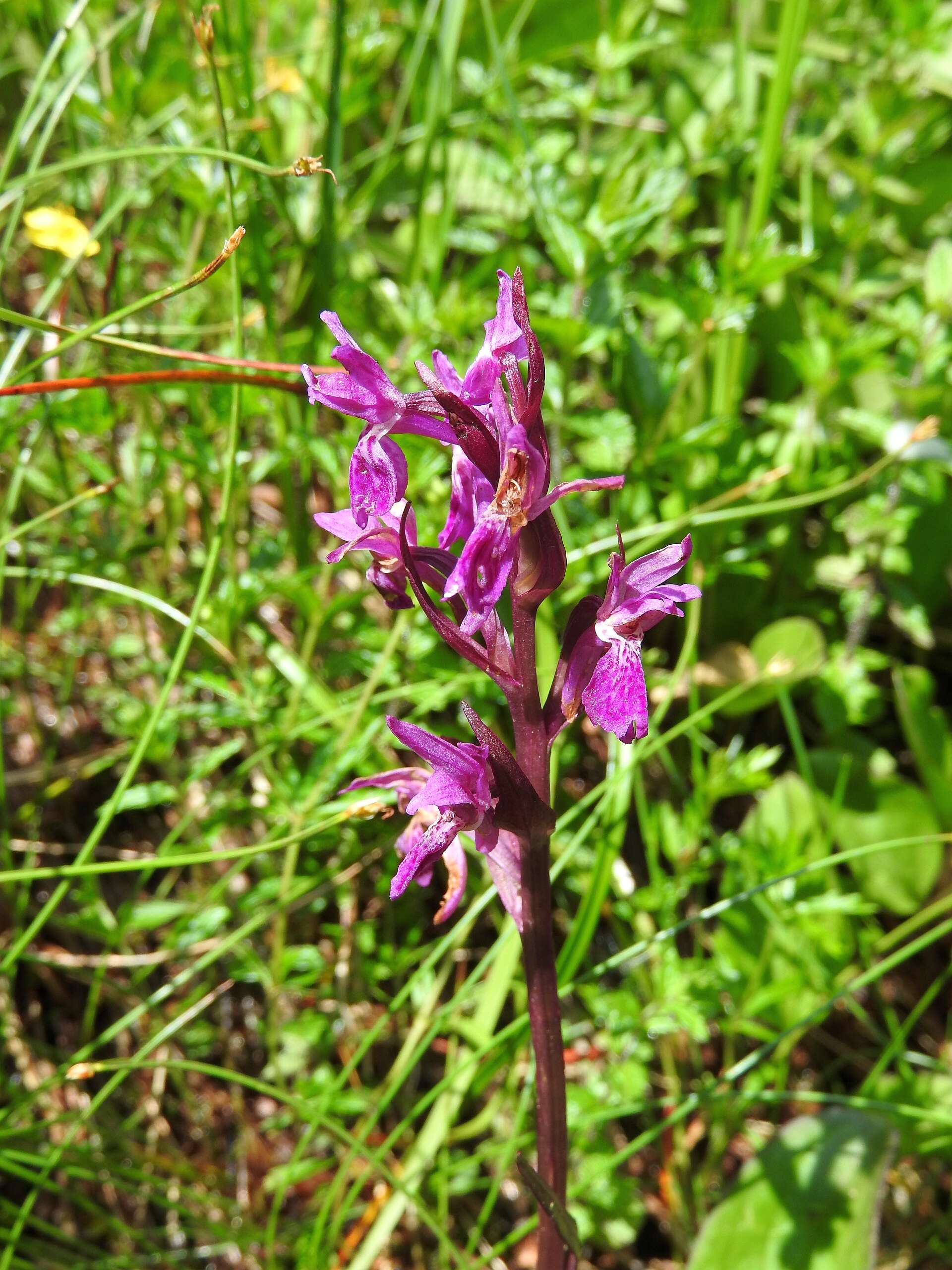 Image of Narrow-leaved marsh-orchid