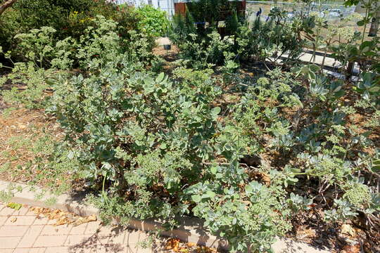 Imagem de Eriogonum giganteum S. Wats.