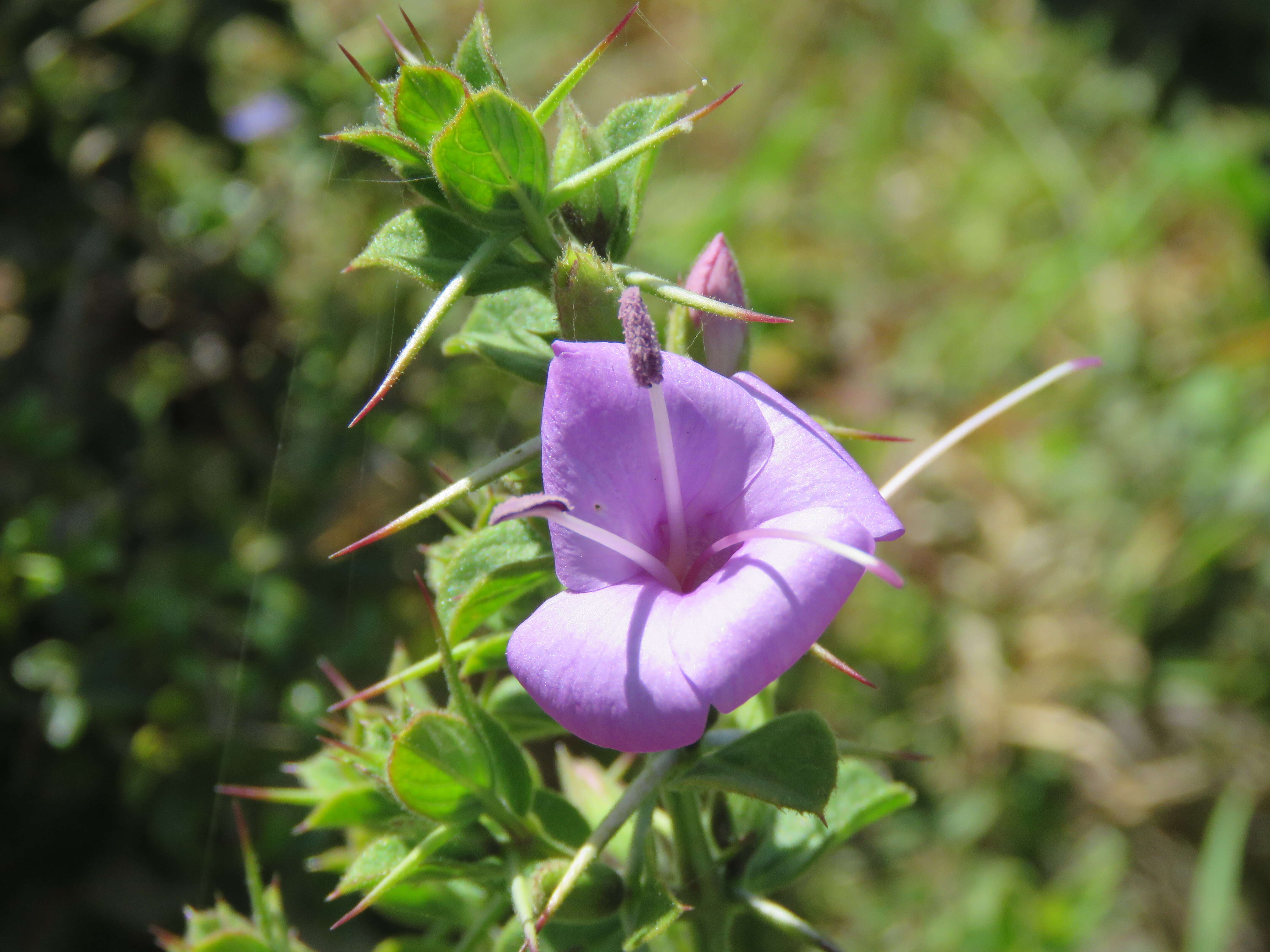 Imagem de Barleria mysorensis Heyne