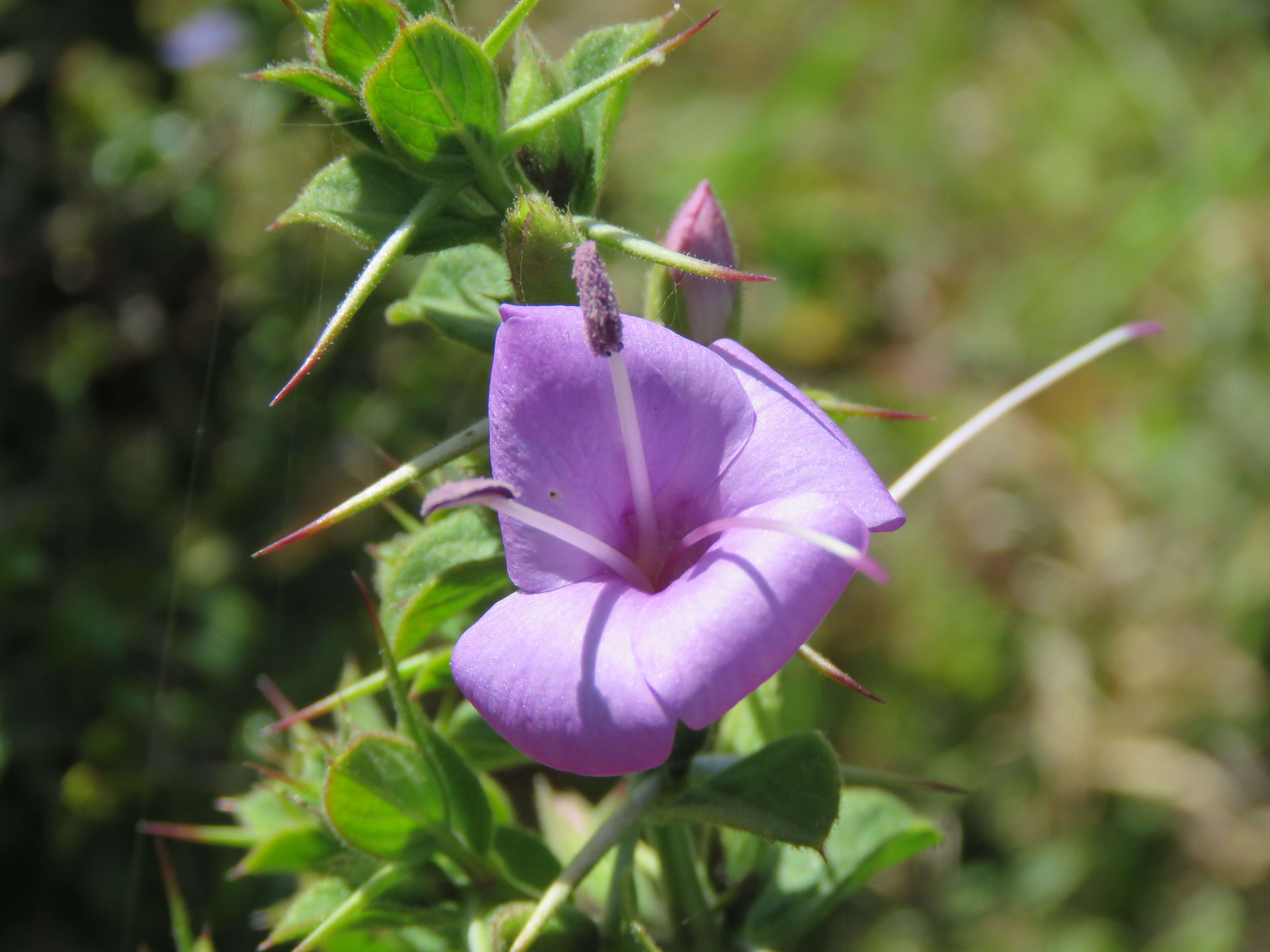 Imagem de Barleria mysorensis Heyne