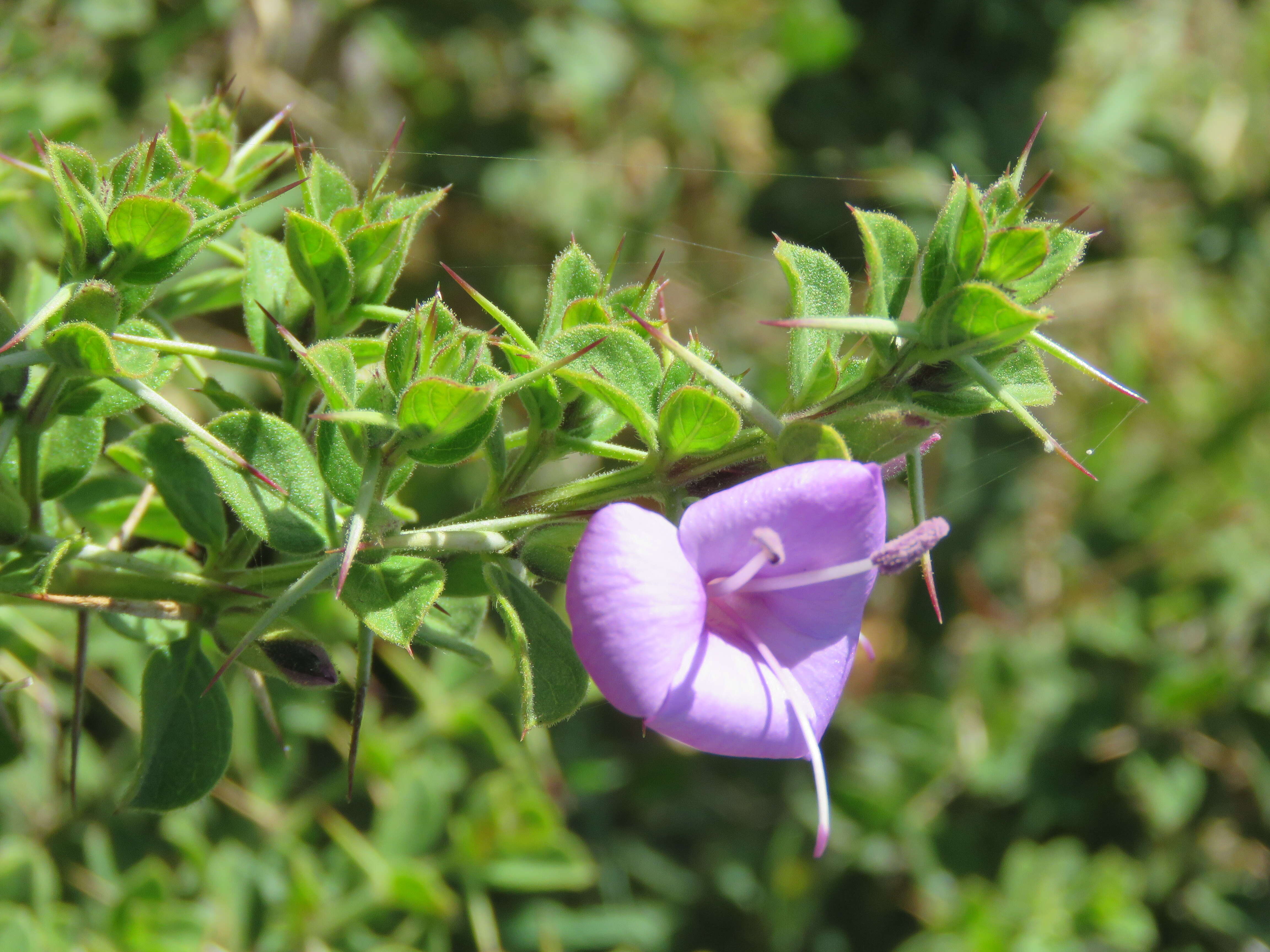 Imagem de Barleria mysorensis Heyne