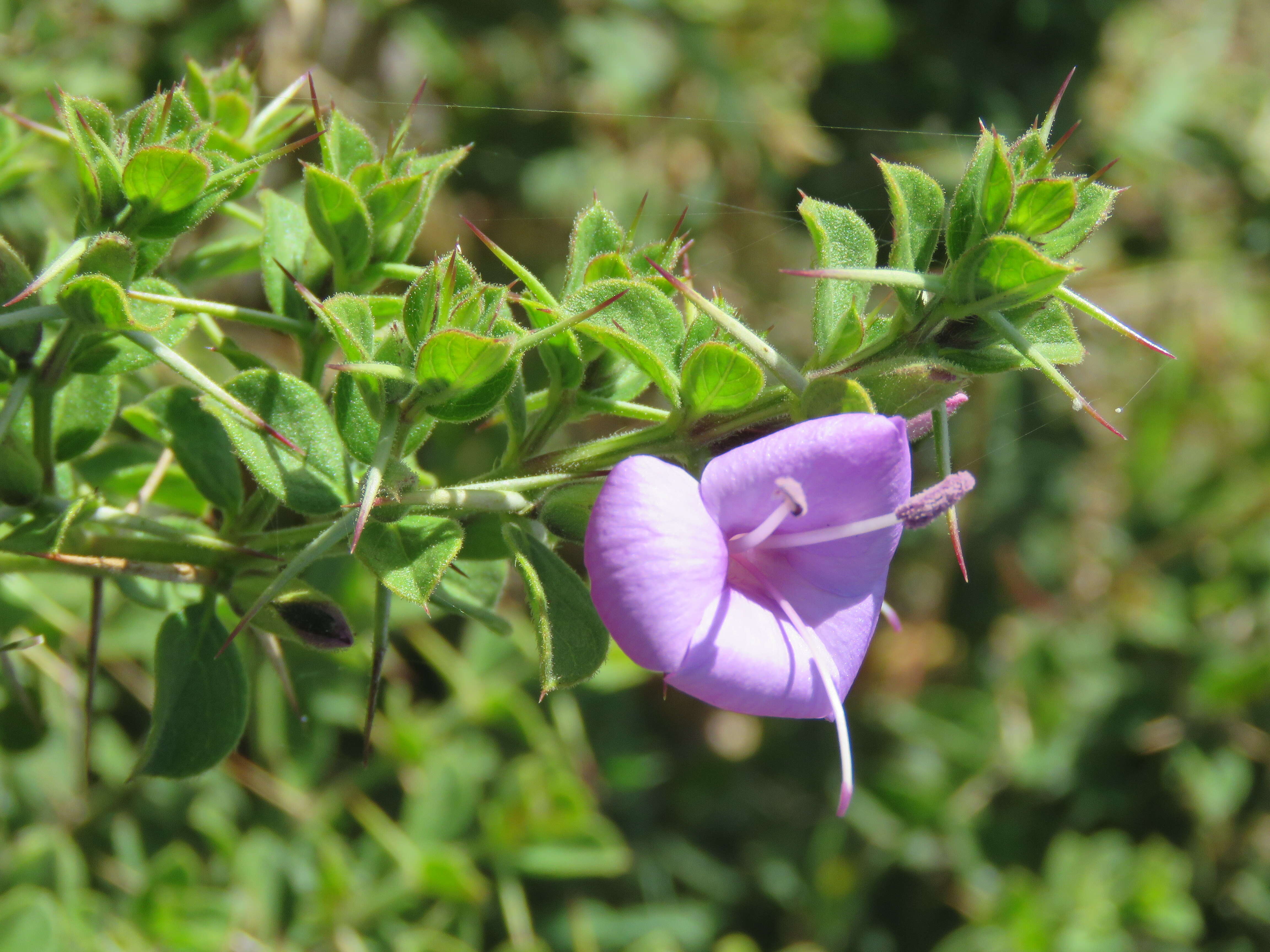 Imagem de Barleria mysorensis Heyne