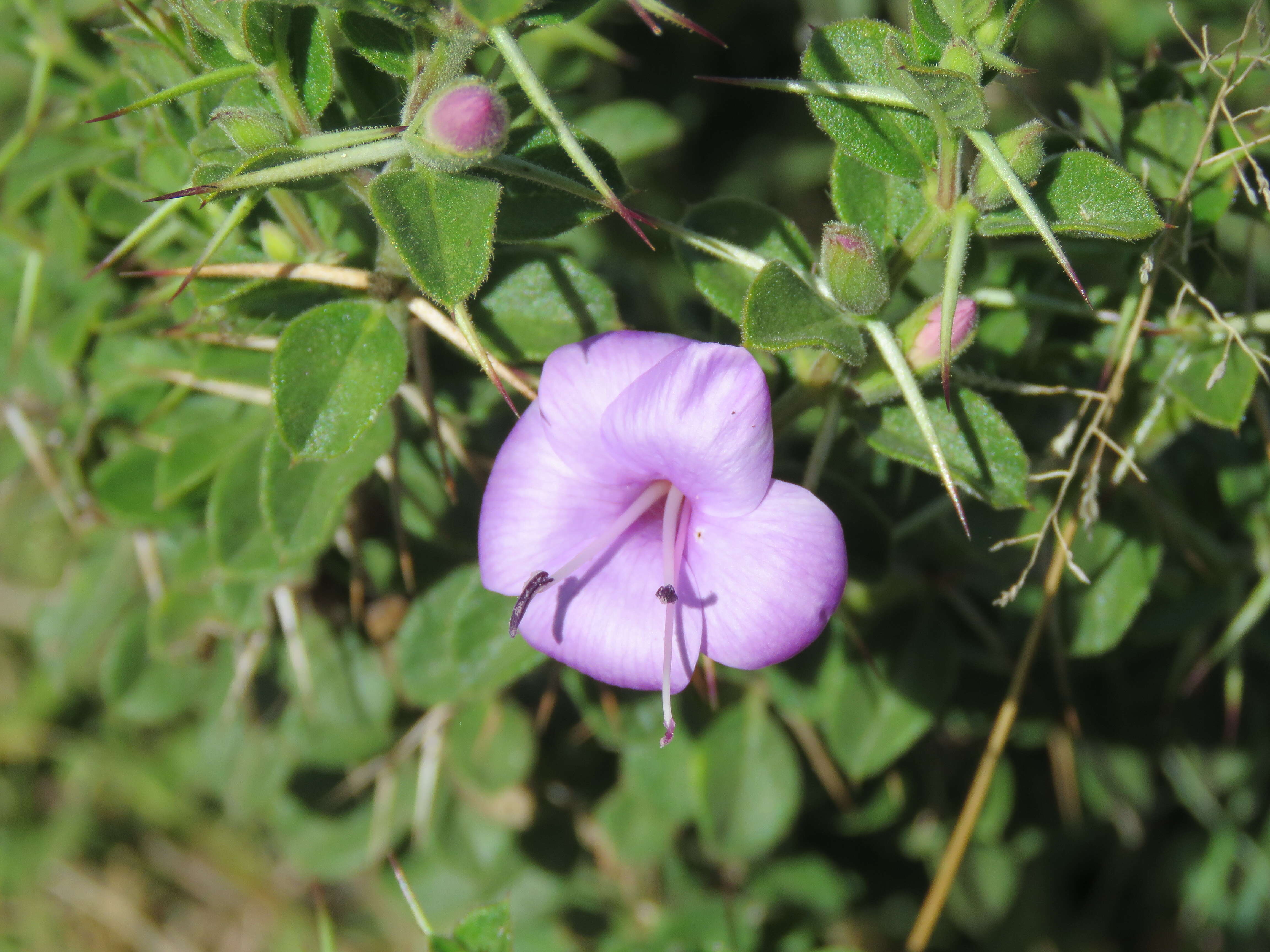 Imagem de Barleria mysorensis Heyne