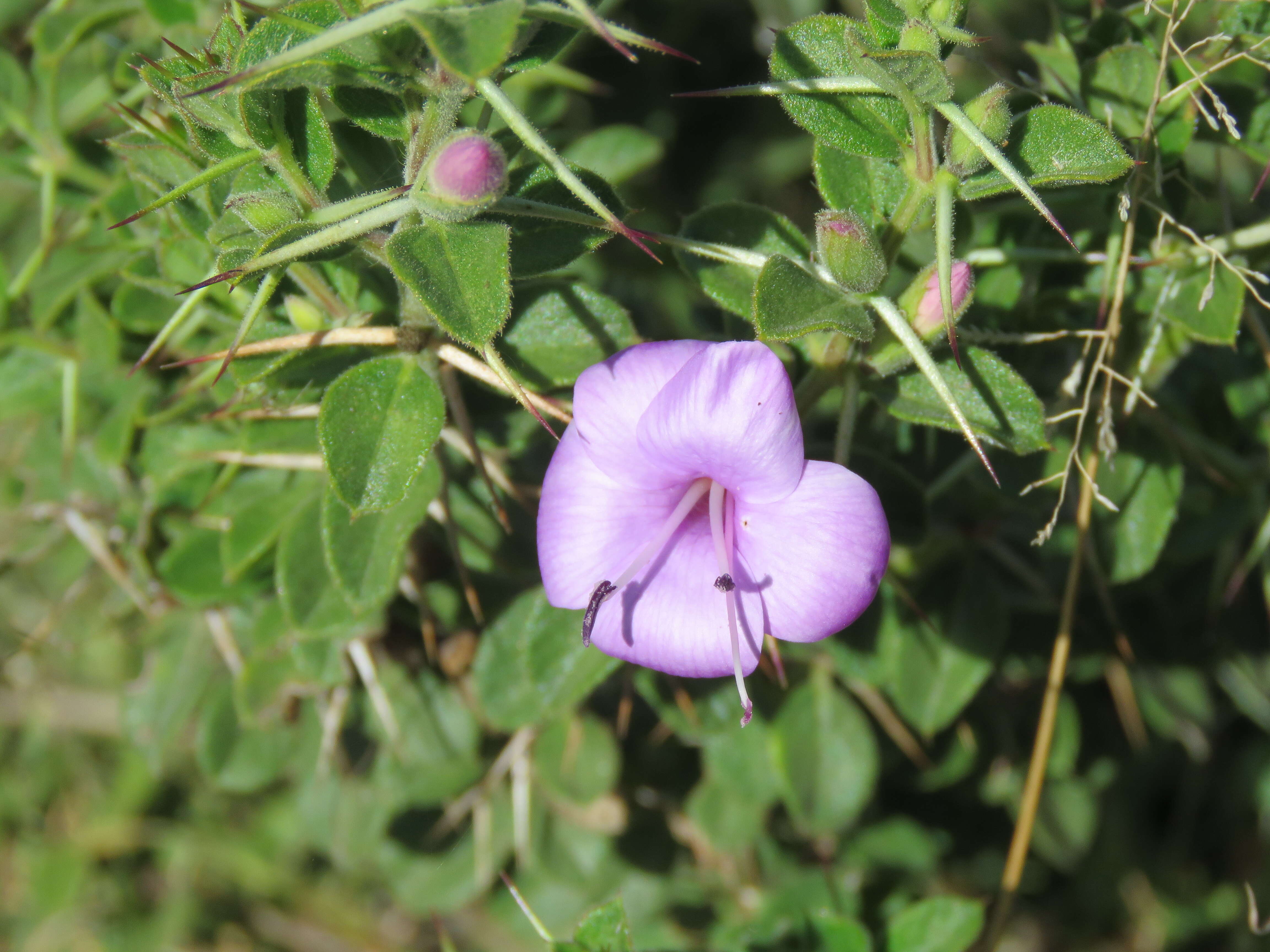 Imagem de Barleria mysorensis Heyne