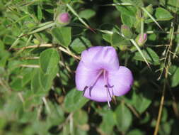 Imagem de Barleria mysorensis Heyne