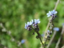 Image of Cynoglossum lanceolatum Forskál