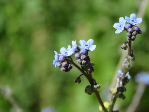 Image of Cynoglossum lanceolatum Forskál