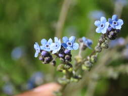 Image de Cynoglossum lanceolatum Forskál