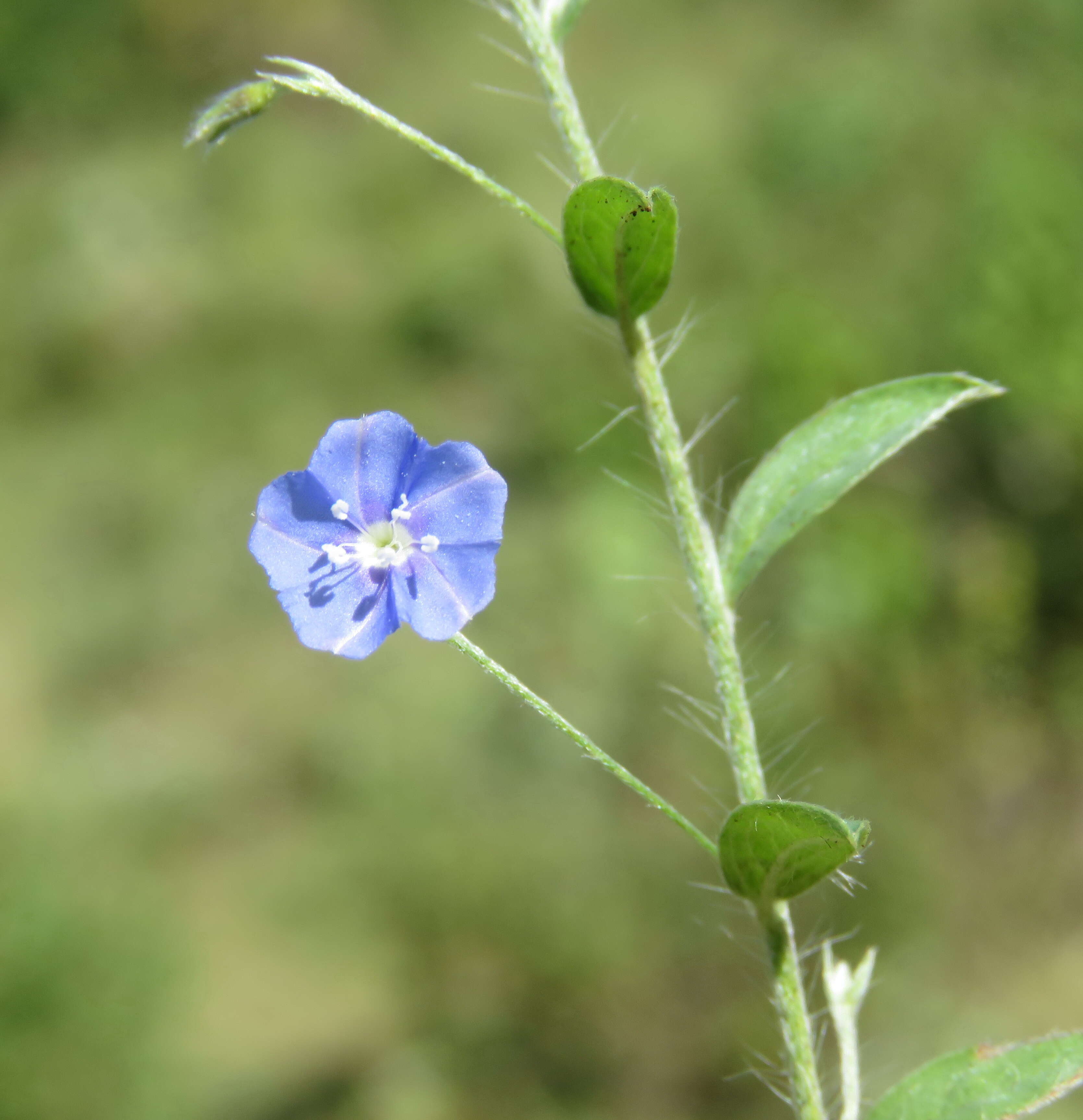 Image of slender dwarf morning-glory