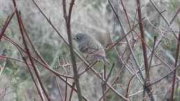 Image of goldcrests and kinglets